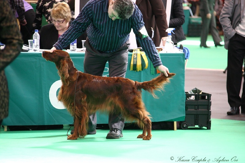 Crufts2011 501.jpg